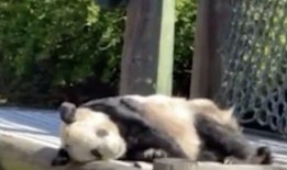 娱乐圈爆料熊猫的明星,熊猫明星的幕后故事